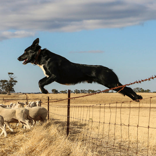 Kennel Owners NSW